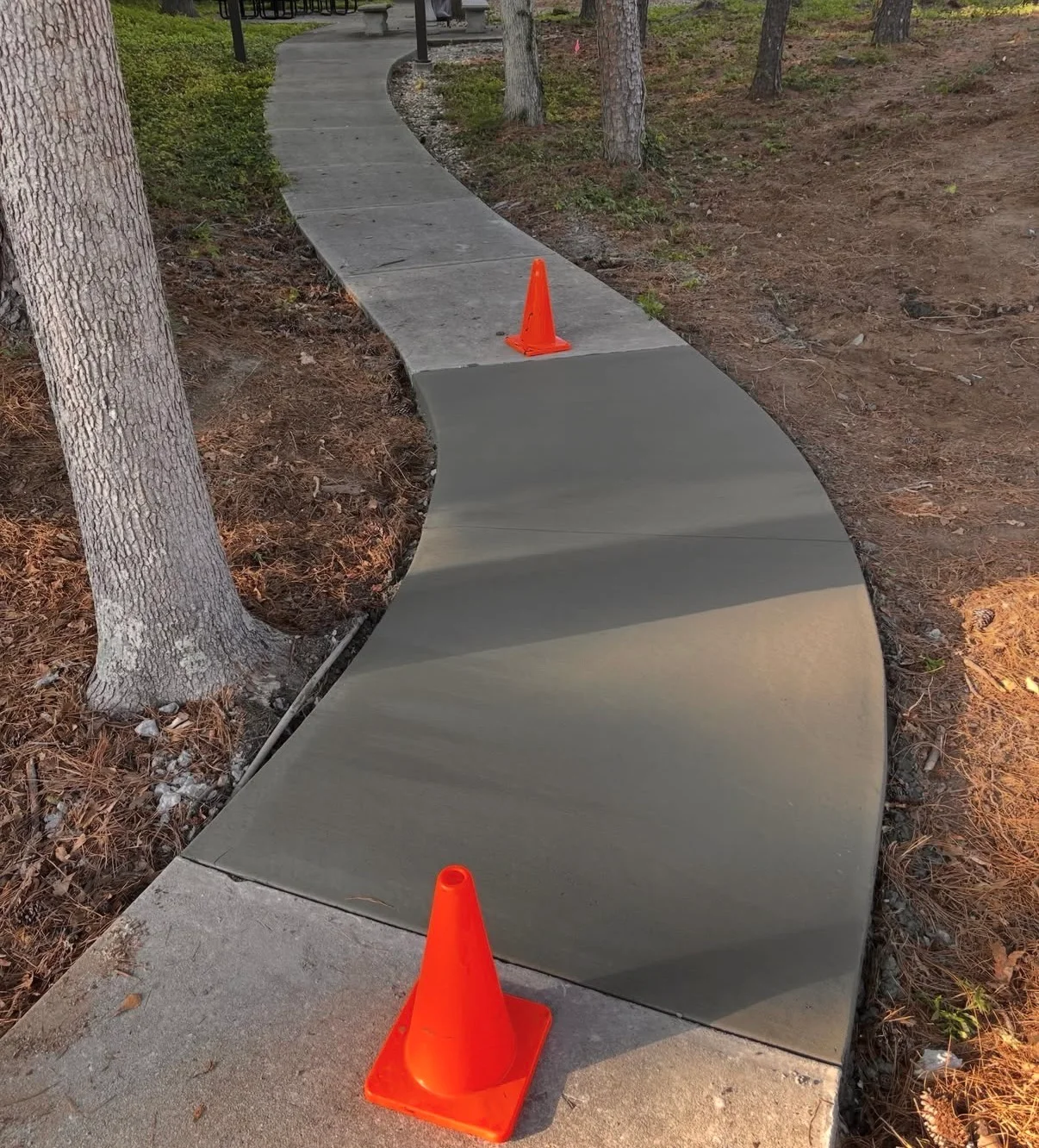 Newly poured concrete walkway with curved path through trees and mulch landscaping